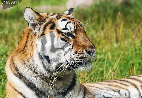 Image of Tiger