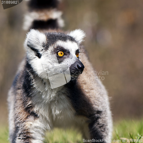 Image of Ring-tailed lemur (Lemur catta) 