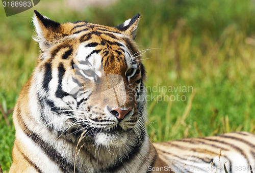 Image of Tiger