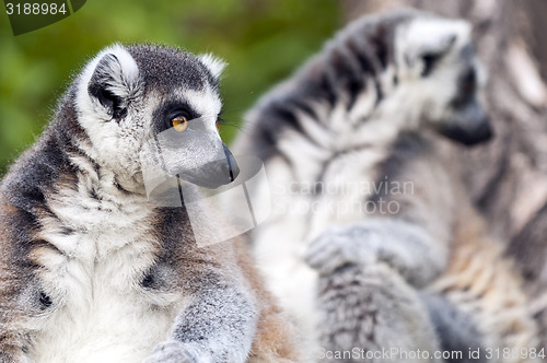 Image of Ring-tailed lemur (Lemur catta) 