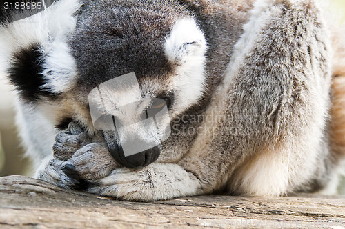 Image of Ring-tailed lemur (Lemur catta)