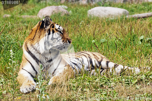 Image of Tiger