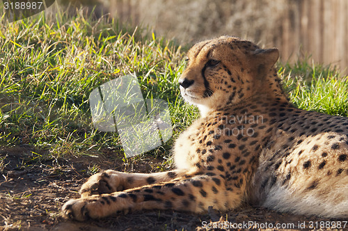 Image of Cheetah