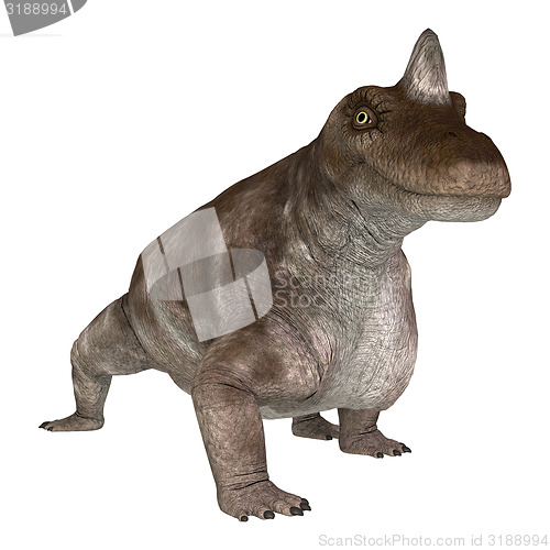 Image of Dinosaur Keratocephalus
