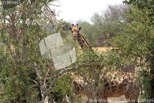 Image of Giraffa camelopardalis in national park, Hwankee