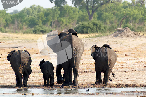 Image of herd of African elephants drinking at a muddy waterhole