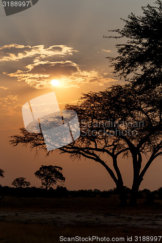 Image of African sunset with tree in front