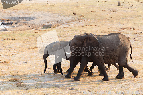 Image of herd of African elephants drinking at a muddy waterhole