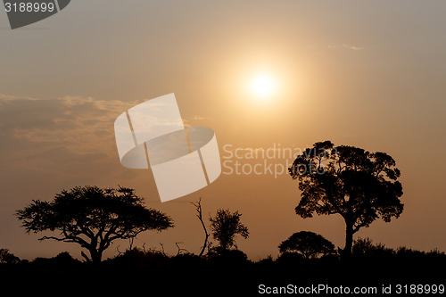 Image of African sunset with tree in front