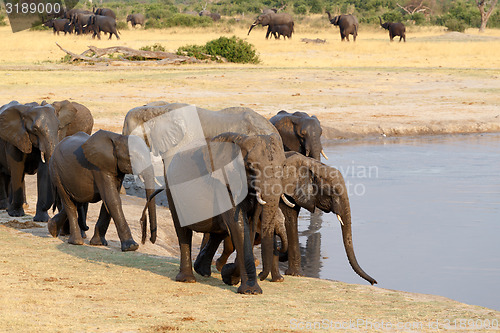 Image of herd of African elephants drinking at a muddy waterhole