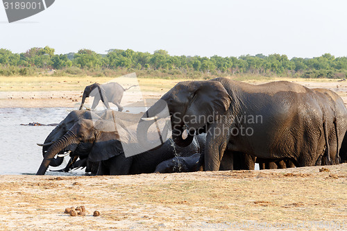 Image of herd of African elephants drinking at a muddy waterhole