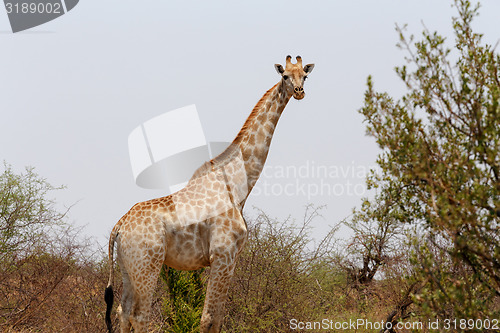 Image of Giraffa camelopardalis in national park, Hwankee