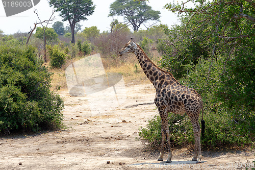 Image of Giraffa camelopardalis in national park, Hwankee