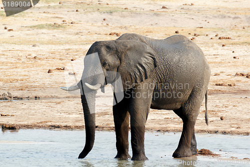 Image of African elephants drinking at a muddy waterhole