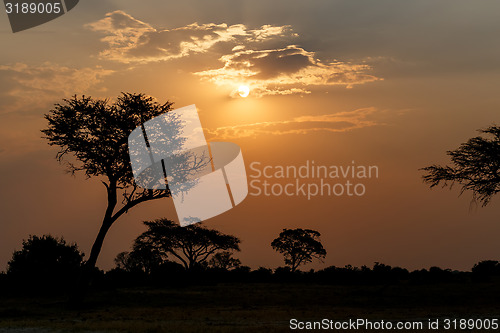 Image of African sunset with tree in front