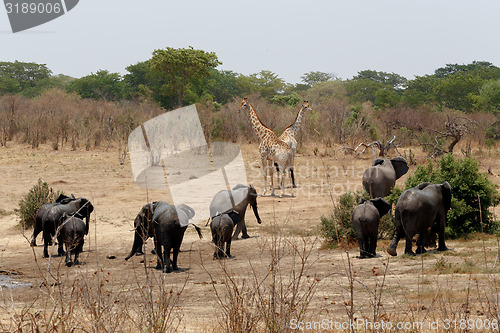 Image of herd of African elephants drinking at a muddy waterhole