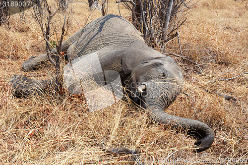 Image of Small dead elephant in national park hwankee, Botswana