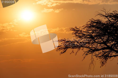 Image of African sunset with tree in front