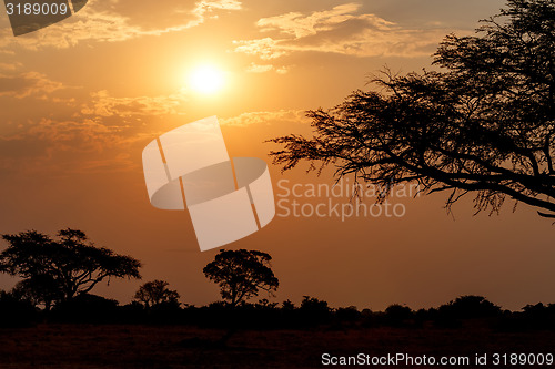 Image of African sunset with tree in front