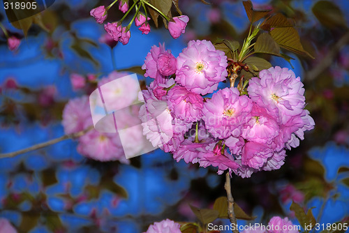 Image of Spring Flowers