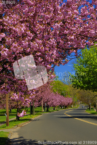 Image of Spring time