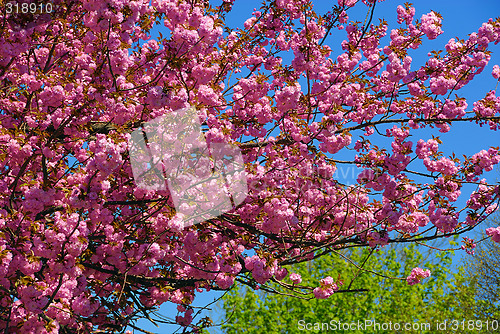 Image of Spring flowers