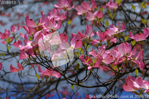 Image of Spring flowers