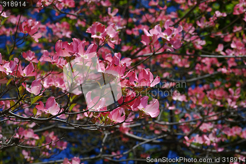 Image of Spring flowers