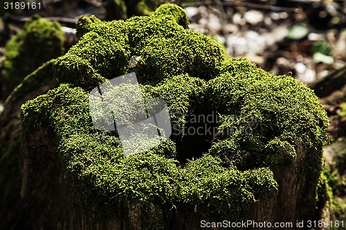 Image of Moss