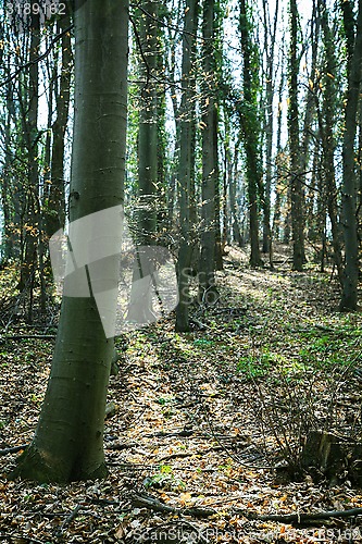 Image of Forest 02