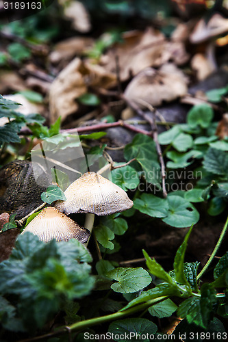 Image of Mushrooms