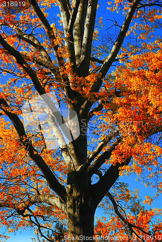 Image of Fall Foliage