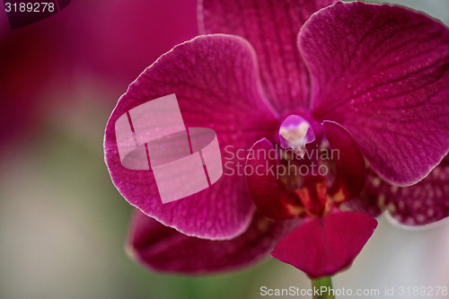 Image of orchids 