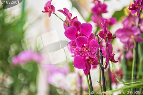 Image of orchids 