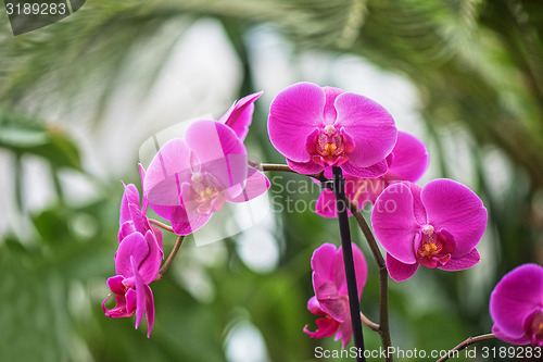 Image of orchids 