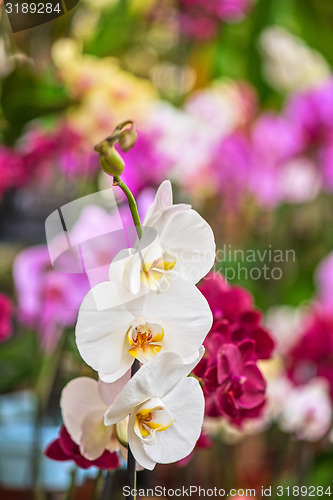 Image of orchids 