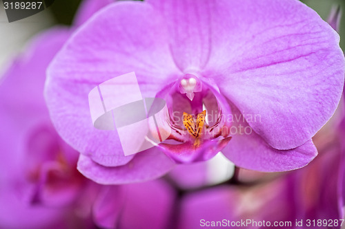 Image of orchids 