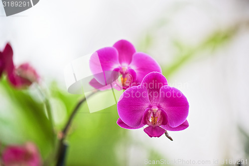 Image of orchids 