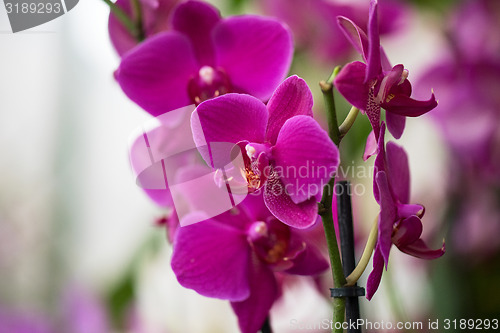 Image of orchids 