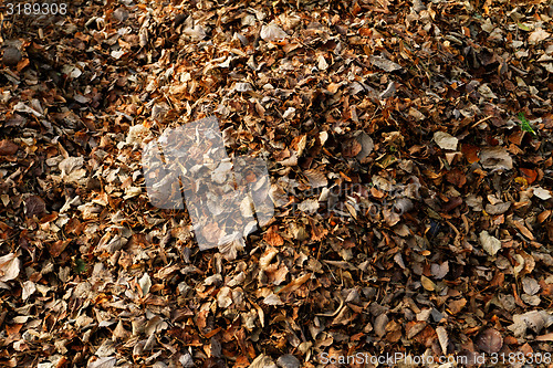 Image of Autumn leaves