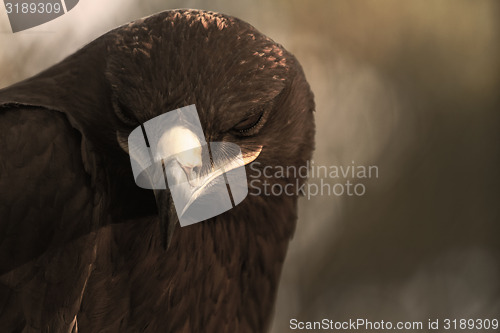 Image of The Steppe Eagle