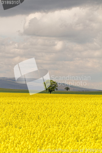 Image of Colza field