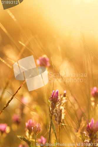 Image of Meadow at sunset