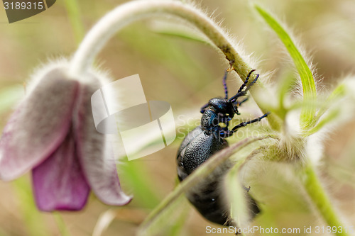 Image of Chafer on the flower