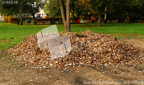 Image of Autumn leaves