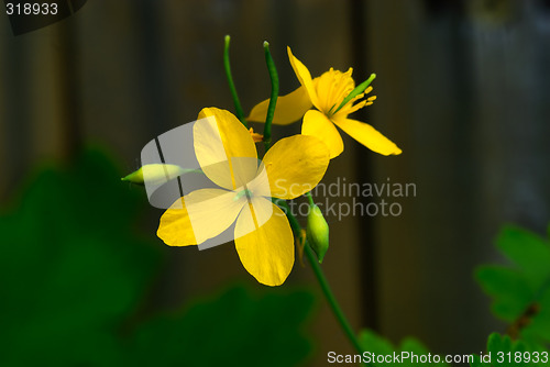 Image of Spring Flowers