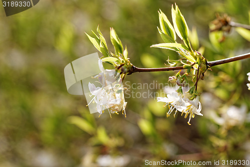 Image of Tree flowering