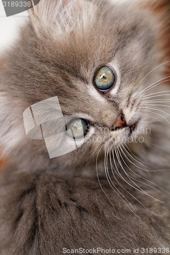 Image of Beautiful grey kitten