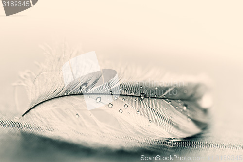 Image of White feather with water drops
