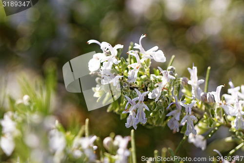 Image of Rosemary plant